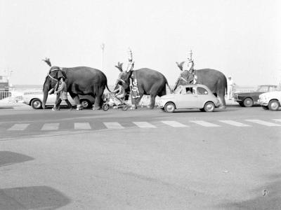 1972. La sfilata degli elefanti: arriva il circo (sezione Parate e sfilate) fotografia di D. Minghini (MIN-06216_002)